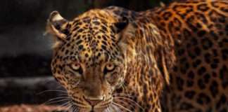Amazon’s Mightiest Apex Predator, The Jaguar