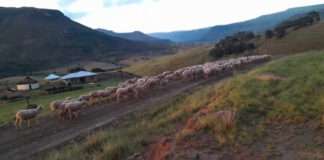 Maclear SAPS recover 220 sheep valued over R175 000