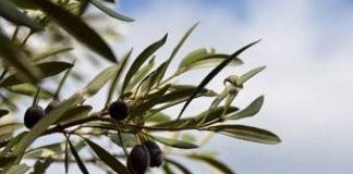 Exploring the Rise in Olive Oil Prices