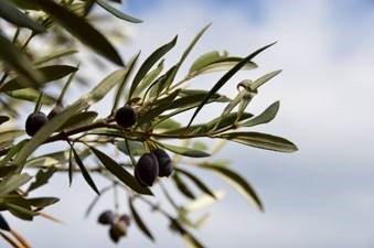Exploring the Rise in Olive Oil Prices Exploring the Rise in Olive Oil Prices