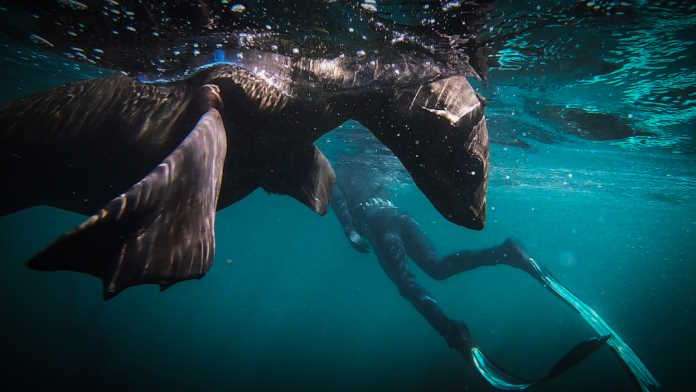Adventurer and Wildlife Filmmaker Josh Crickmay