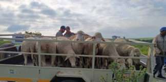 Farm patrollers recover sheep and arrest a suspect