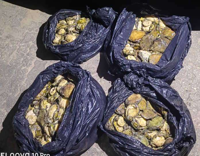 Knysna police confiscates large quantity of abalone on the N2 Highway Knysna police confiscates large quantity of abalone on the N2 Highway