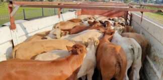 Stock theft accused remanded in custody after being found in possession of 23 cattle worth R194 000 Stock theft accused remanded in custody after being found in possession of 23 cattle worth R194 000