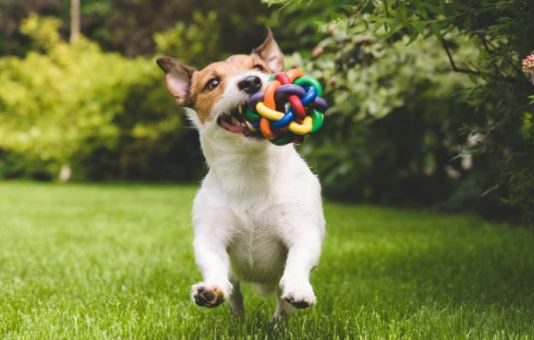 3 Hidden Dangers of Choosing the Wrong Dog Toy