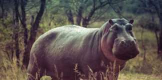 The Majestic Hippopotamus: Gentle Giants of the Waterways