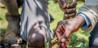 Harnessing the power of African native trees for climate action and food security