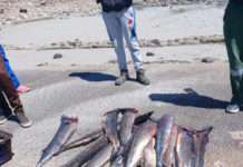 Operation Vala Umgodi and the Department of Forestry, Fisheries and the Environment record successes in Hondeklip Bay