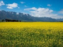 Southern Oil Promotes Canola Oil as the Ultimate Choice for Health-Conscious Consumers