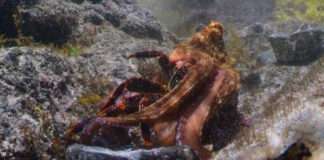 An island octopus eating a crab.