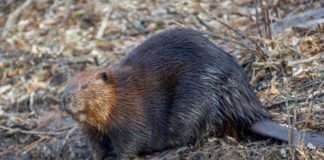 The Unsung Engineers of Nature: A Closer Look at Beavers
