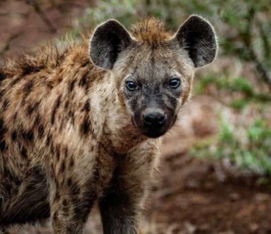 Nature's Misunderstood Carnivores  — Hyenas