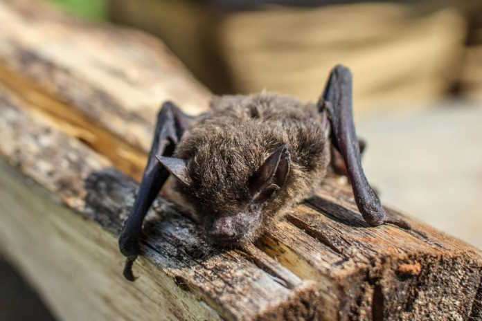 Bats are night-time warriors in the battle against crop pests
