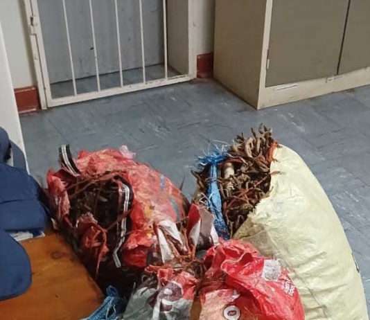 Police confiscated protected plants with an estimated street value of R2,4 Million