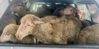 Three suspects arrested for stock theft