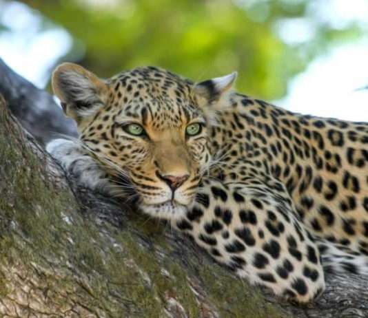 Elusive and Solitary Leopard