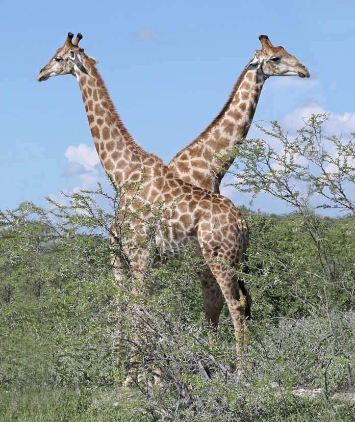 Southern Giraffe