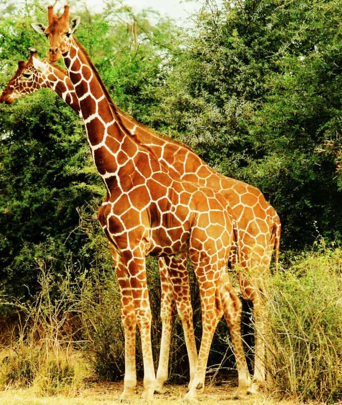 Reticulated Giraffe
