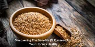 Discovering The Benefits Of Flaxseed For Your Horse’s Health Discovering The Benefits Of Flaxseed For Your Horse’s Health