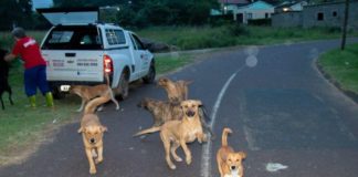 Urgent call for food, blanket, kennel donations for KZN South Coast’s abandoned pets Urgent call for food, blanket, kennel donations for KZN South Coast’s abandoned pets
