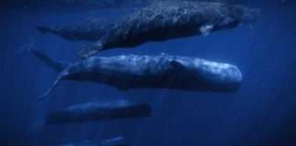 Nat Geo Wild celebrates World Oceans Month this June Nat Geo Wild celebrates World Oceans Month this June