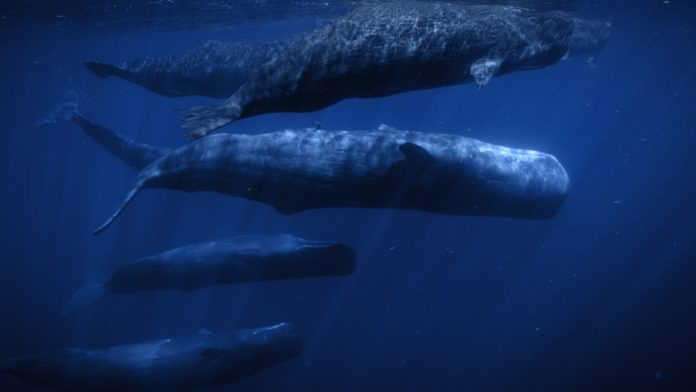 Nat Geo Wild celebrates World Oceans Month this June Nat Geo Wild celebrates World Oceans Month this June