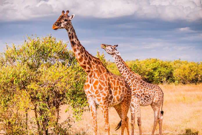 World Giraffe Day: Celebrating the Gentle Giants of Africa World Giraffe Day: Celebrating the Gentle Giants of Africa