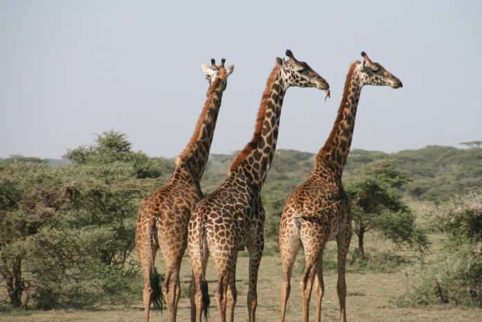 Northern Giraffe