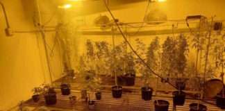 Police in Malmesbury confiscate dagga to the value of R1.3m Police in Malmesbury confiscate dagga to the value of R1.3m