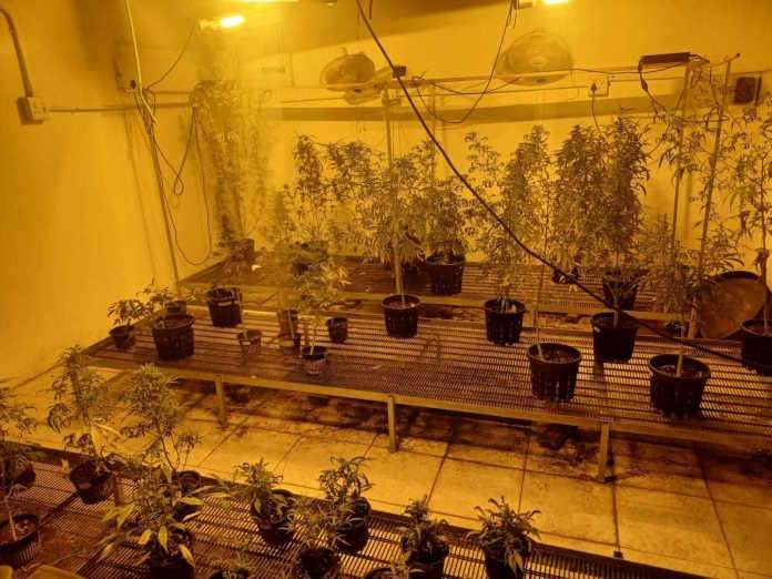 Police in Malmesbury confiscate dagga to the value of R1.3m Police in Malmesbury confiscate dagga to the value of R1.3m