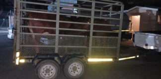 Two suspects nabbed in possession of stolen livestock