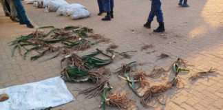 Five suspects arrested with endangered plants worth R2.7 Million in Nieuwoudtville