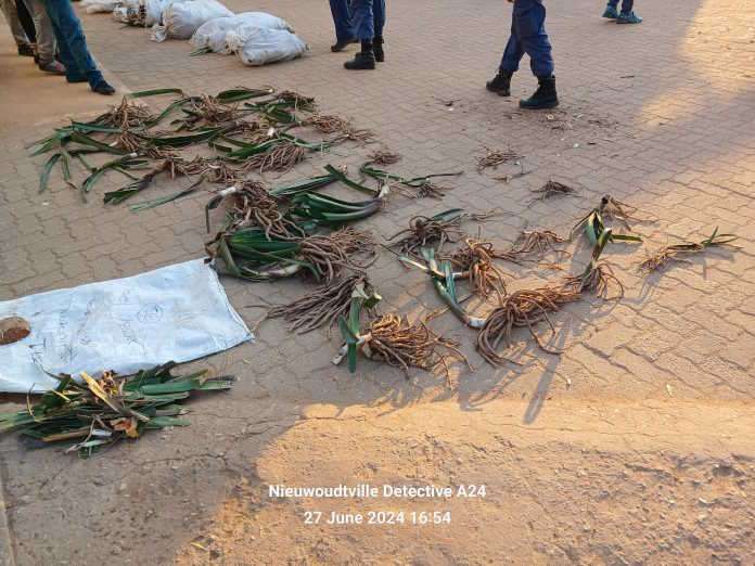 Five suspects arrested with endangered plants worth R2.7 Million in Nieuwoudtville Five suspects arrested with endangered plants worth R2.7 Million in Nieuwoudtville