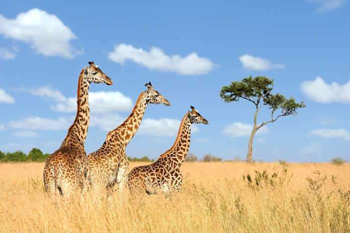 Group giraffe in National park of Kenya, Africa.