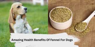 Amazing Health Benefits Of Fennel For Dogs