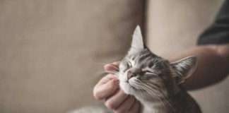 Preventing Feline Leukemia Virus is better than a cure for cat lovers