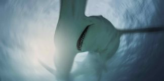 Nat Geo’s Sharkfest returns this July Nat Geo’s Sharkfest returns this July