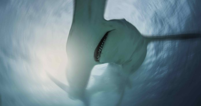 Nat Geo’s Sharkfest returns this July Nat Geo’s Sharkfest returns this July