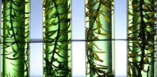 HARNESSING THE POWER OF SEAWEED A Guide to Seaweed Extracts in Agriculture HARNESSING THE POWER OF SEAWEED A Guide to Seaweed Extracts in Agriculture