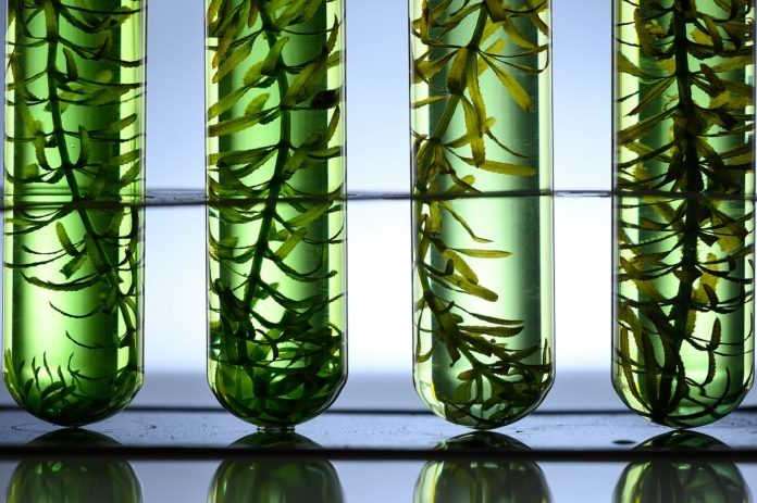 HARNESSING THE POWER OF SEAWEED A Guide to Seaweed Extracts in Agriculture HARNESSING THE POWER OF SEAWEED A Guide to Seaweed Extracts in Agriculture