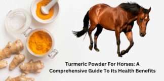 Turmeric Powder For Horses: A Comprehensive Guide To Its Health Benefits