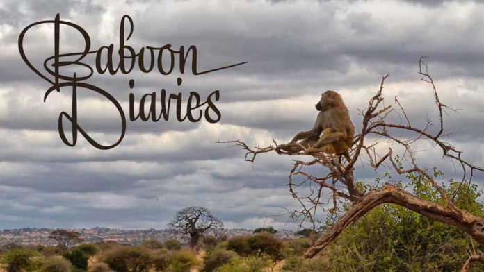 Baboon Diaries