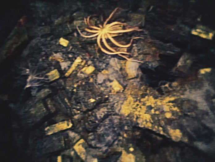 Cursed Gold: A Shipwreck Scandal, premieres on Nat Geo this September Cursed Gold: A Shipwreck Scandal, premieres on Nat Geo this September
