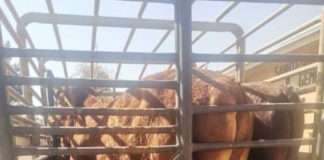 Stolen cattle recovered as three suspects are arrested for stock theft Stolen cattle recovered as three suspects are arrested for stock theft
