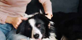 Pet owners can proactively limit rabies through vaccinations