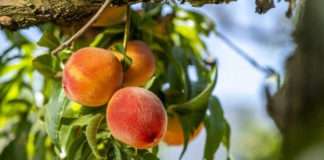 Juicy & delicious – Welcome to SA’s stone fruit season Juicy & delicious – Welcome to SA’s stone fruit season