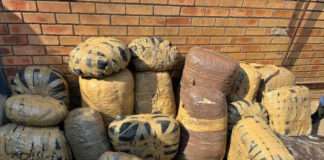 Dagga worth half a million rand seized Dagga worth half a million rand seized