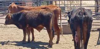 Police intercepted a vehicle with stolen cattle near Groblershoop Police intercepted a vehicle with stolen cattle near Groblershoop