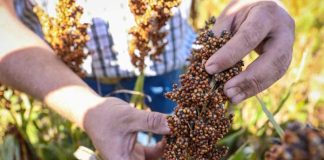Back to the future: reviving sorghum in South Africa Back to the future: reviving sorghum in South Africa