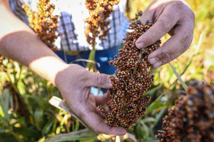 Back to the future: reviving sorghum in South Africa Back to the future: reviving sorghum in South Africa